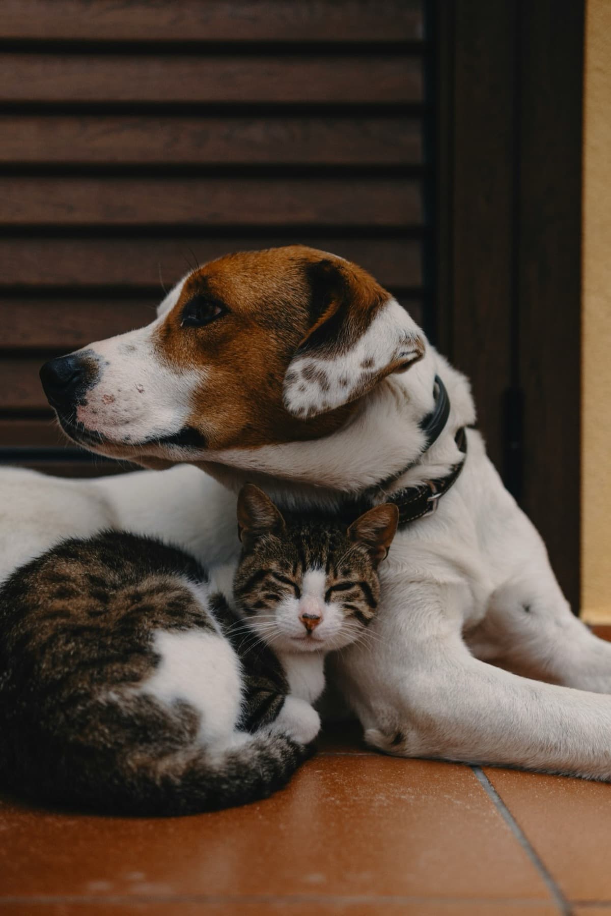 Otelimizde huzurla dinlenen köpek ve kedi dostlarımız