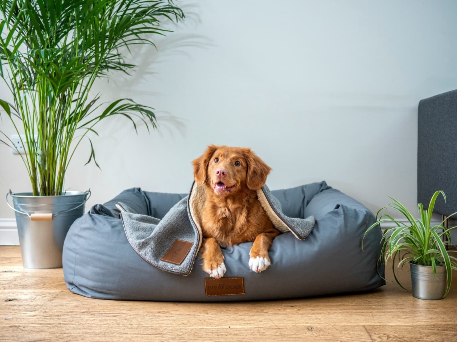 Konforlu köpek yatağında dinlenen misafirimiz