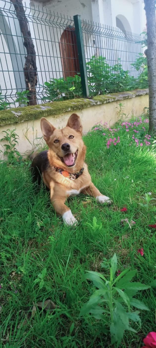 Adalar köpekleri için bahçeli, kafessiz NilGardens Köpek Oteli
